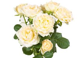 Pink Roses